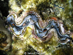 giant clam by Yakout Hegazy 